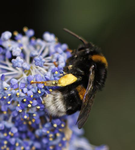 Bombus sp.